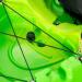 Nereus_HD_kayak_SCK_green_yellow